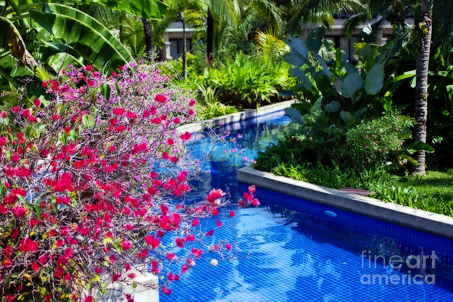 Tropical Garden around Pool Photograph by Kaye Menner