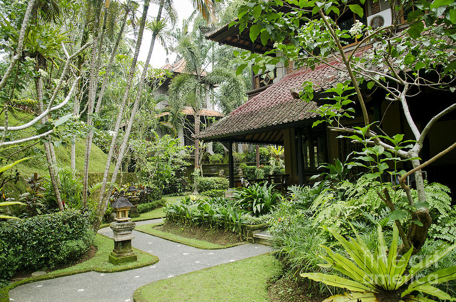 Tropical Garden  In Ubud Bali  Indonesia  Photograph by JM 
