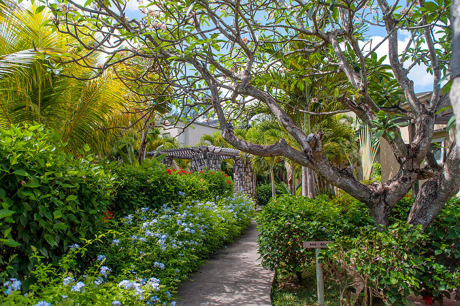 Nature Photograph - Tropical Garden. Mauritius by Jenny Rainbow