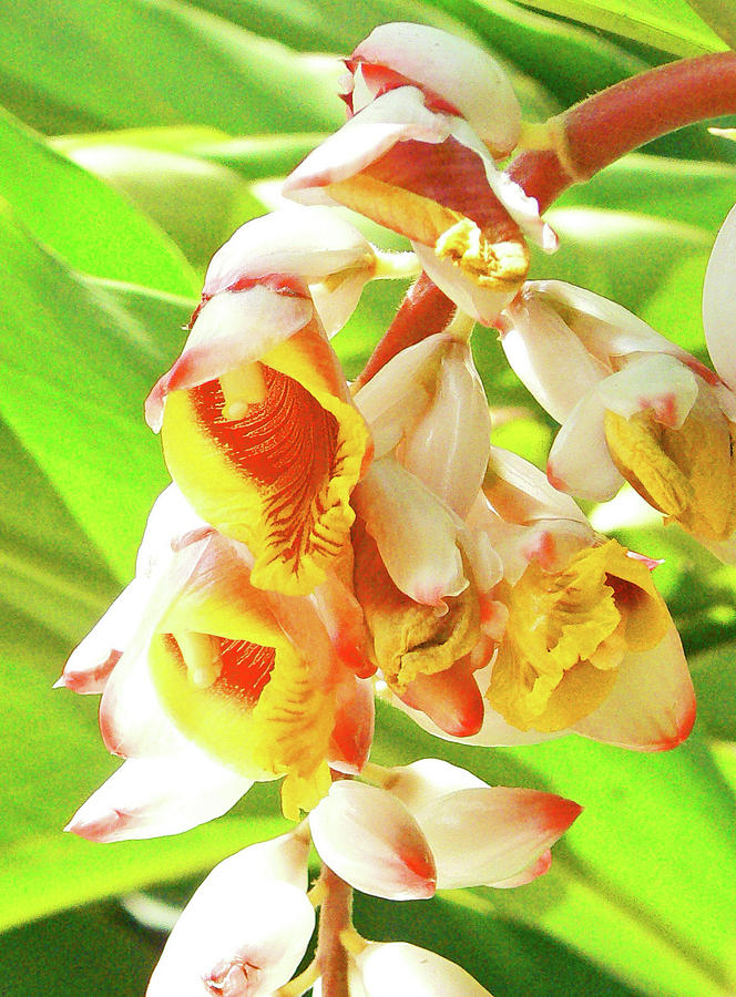 Tropical Ginger Photograph by Margaret Saheed