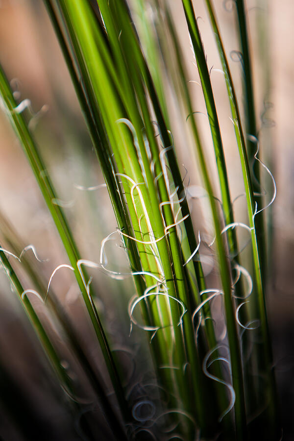 Tropical Grass Photograph