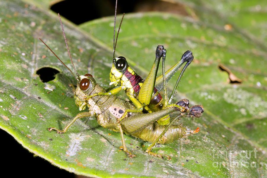 Tropical Grasshoppers Mating Photograph By Dr Morley Read Pixels