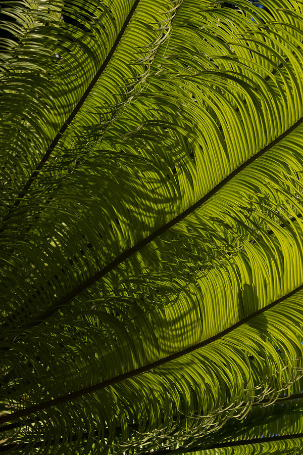 Tropical Green Curves and Diagonals - a Vertical View Photograph by Georgia Mizuleva