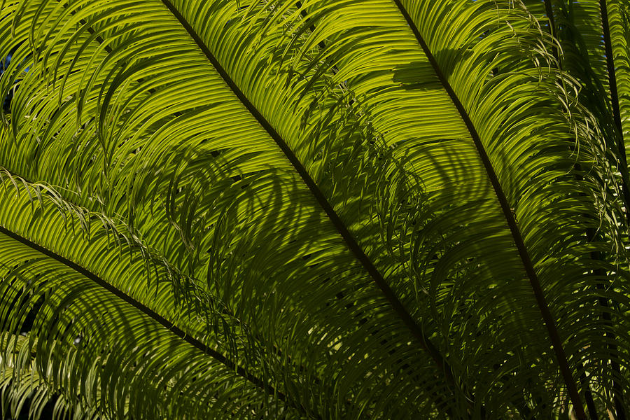 Nature Photograph - Tropical Green Curves and Diagonals by Georgia Mizuleva