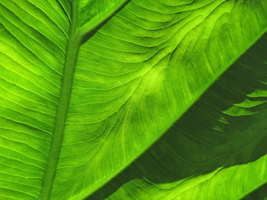 Tropical Green Photograph by Deborah Smith