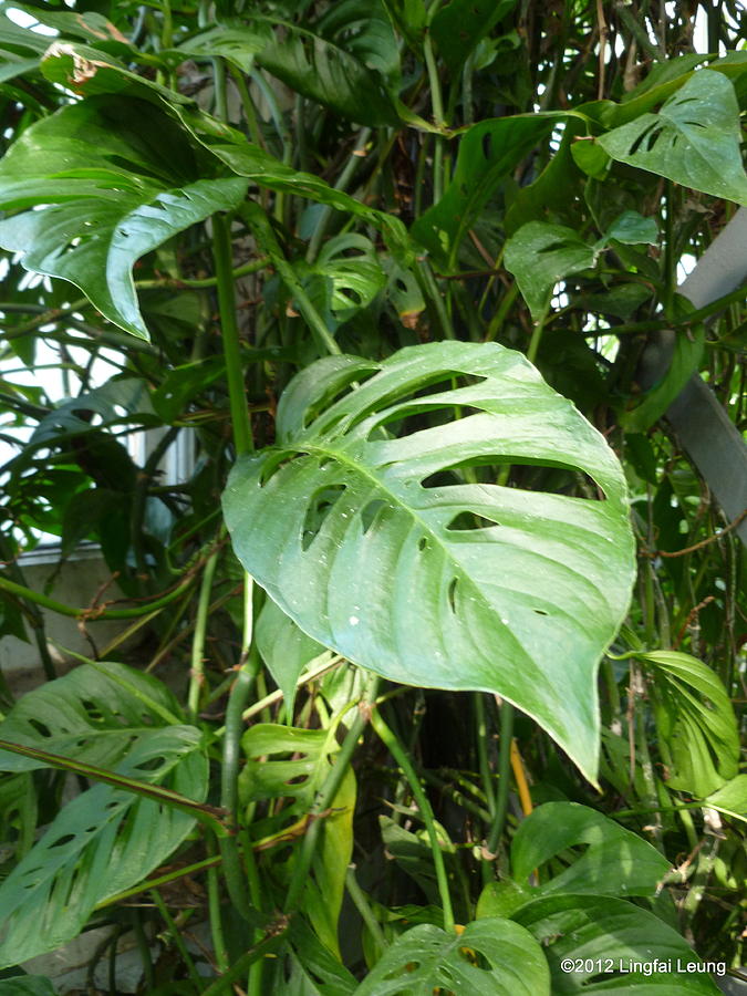 Tropical Green Foliage Photograph by Lingfai Leung