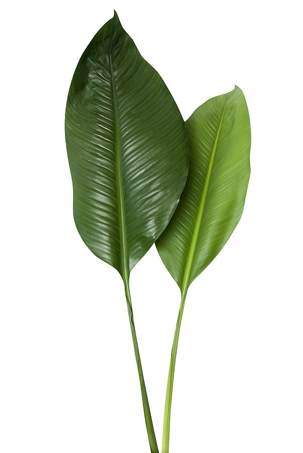 Tropical green leaf isolated on white with clipping path Photograph by Joakimbkk