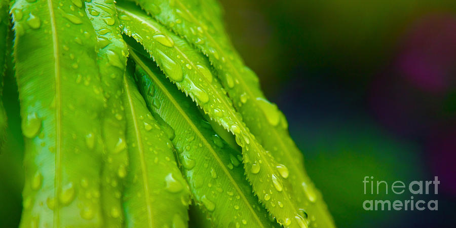 Tropical Green Leafs after a Rainfall with Wet Rain Drops Photograph by ELITE IMAGE photography By Chad McDermott