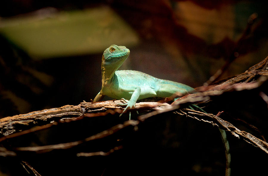 Tropical Green Lizard Photograph by Douglas Barnett