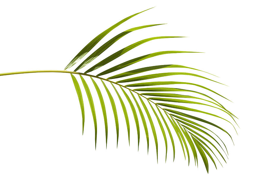 Tropical green palm leaf isolated on white with clipping path Photograph by Joakimbkk