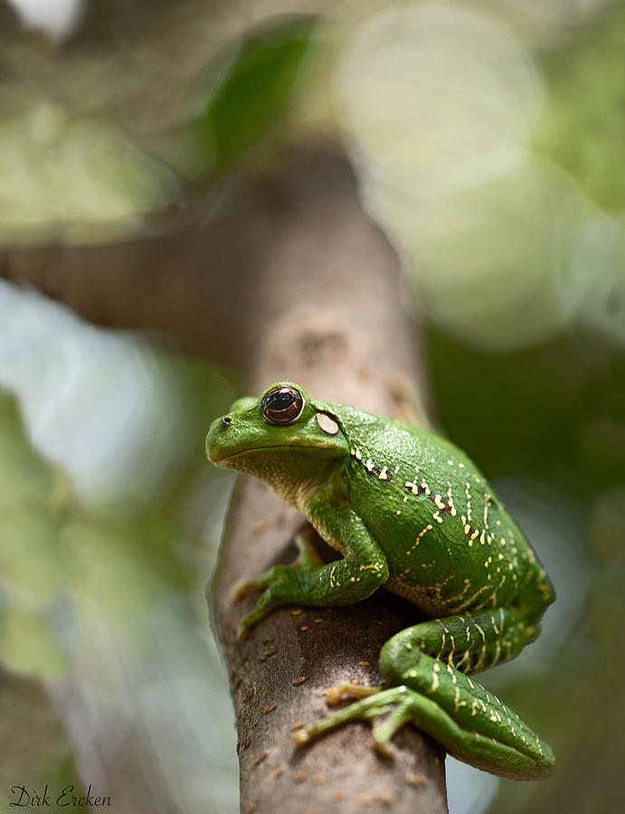 Frog Photograph - Tropical Green Tree Frog by Dirk Ercken