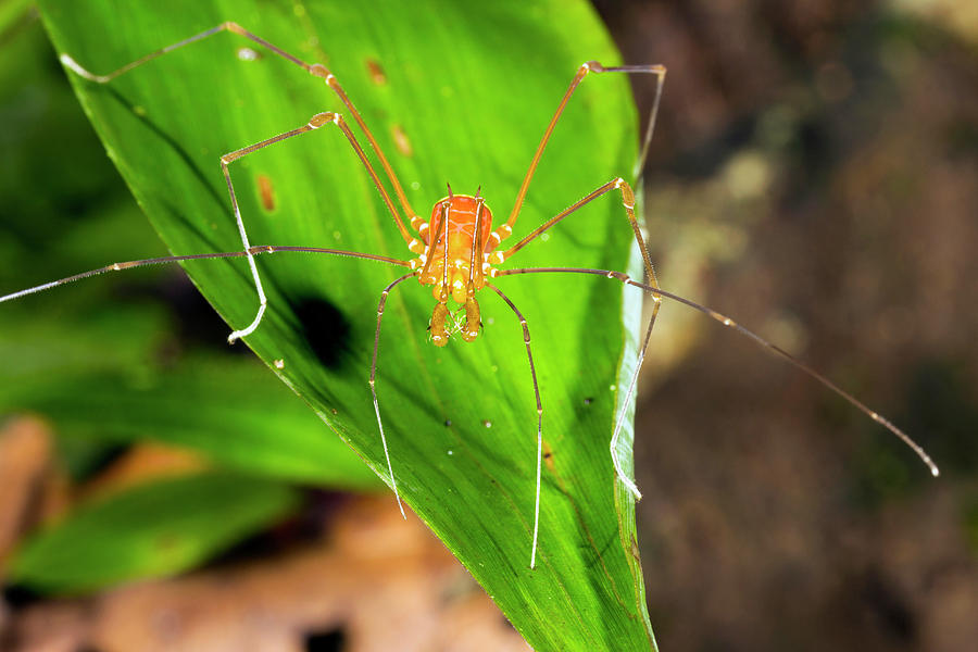 Tropical Harvestman On A Leaf Photograph by Dr Morley Read