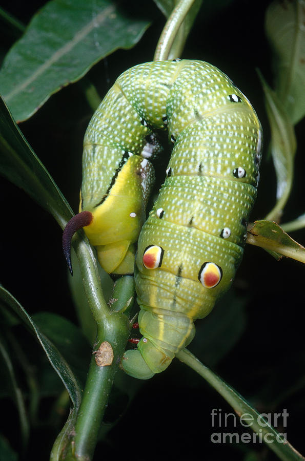 Insects Photograph - Tropical Hawkmoth Caterpillar by Gregory G. Dimijian, M.D.