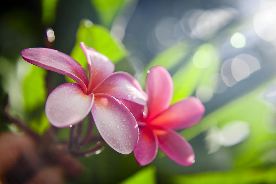 Flowers Still Life Photograph - Tropical heat by Sean Davey