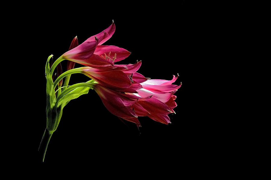 Lily Photograph - Tropical Heat by Stuart Harrison