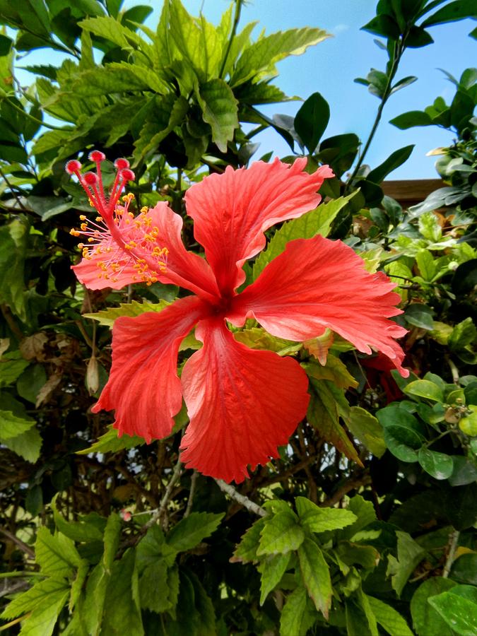 Tropical Hibiscus 002 Photograph by Lance Vaughn