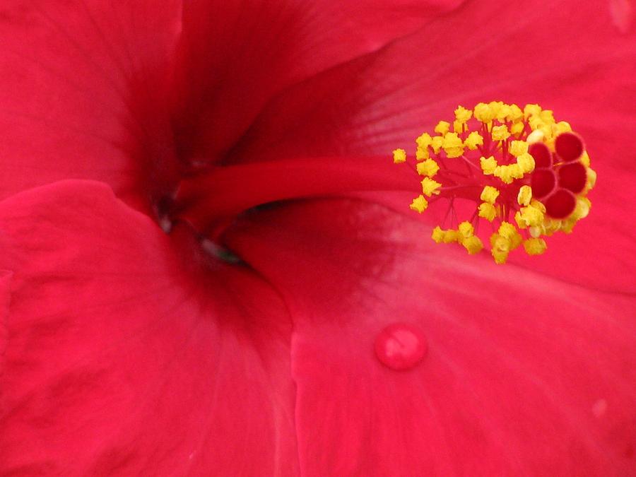 Tropical HIbiscus - Antigua Wind 01 Photograph by Pamela Critchlow