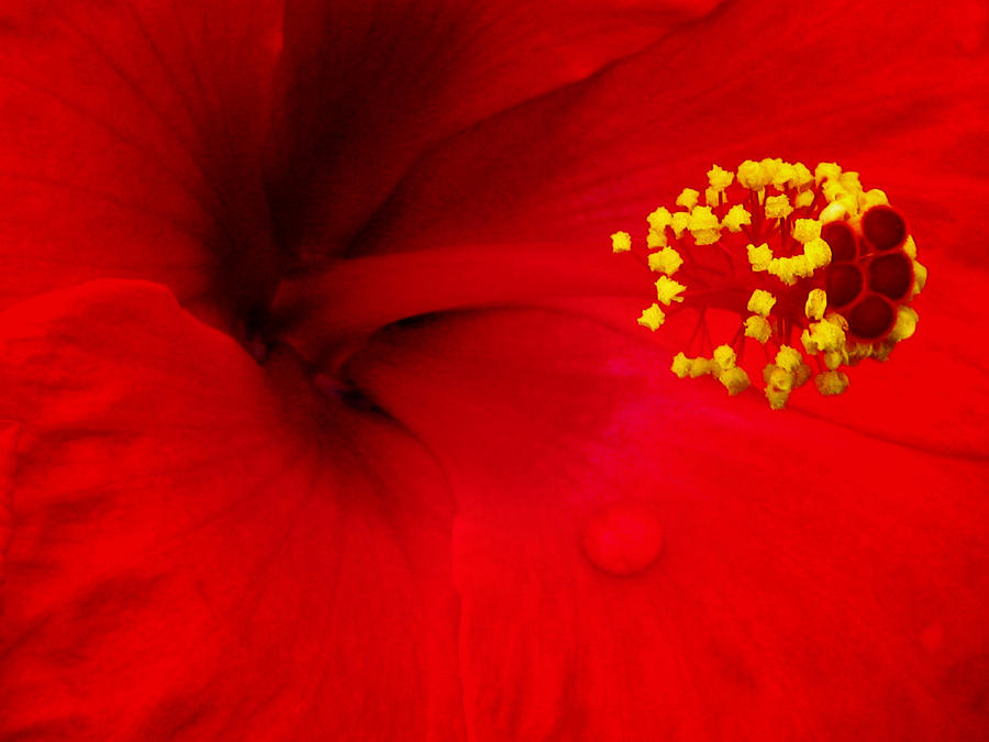 Tropical Hibiscus - Antigua Wind 01A Photograph by Pamela Critchlow