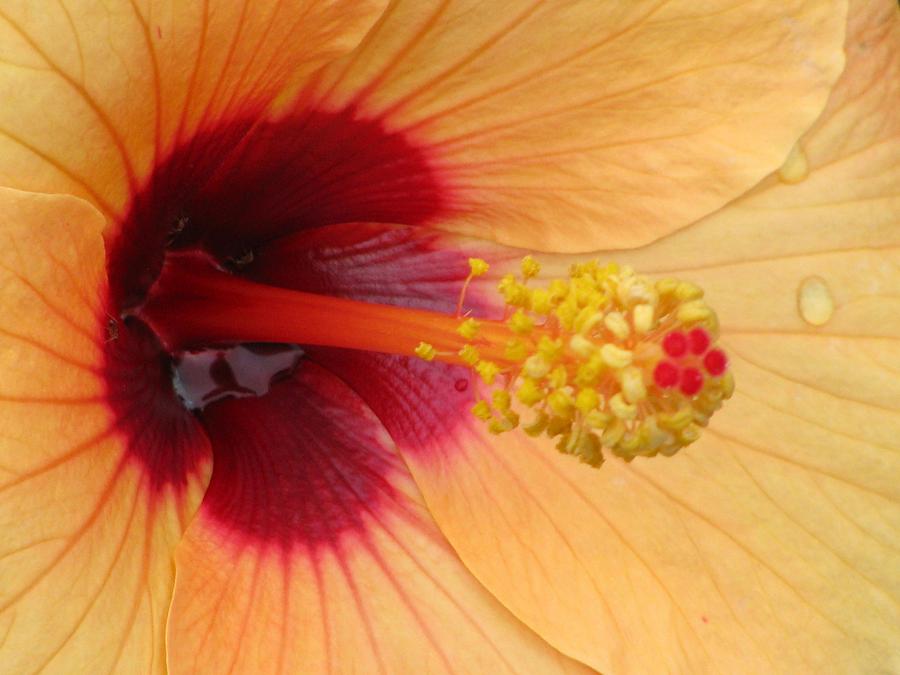 Tropical Hibiscus - Aruba Wind 01 Photograph by Pamela Critchlow