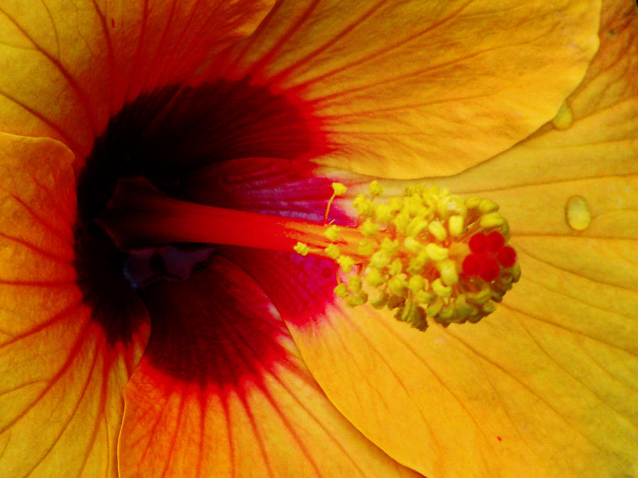 Tropical Hibiscus - Aruba Wind 01A Photograph by Pamela Critchlow