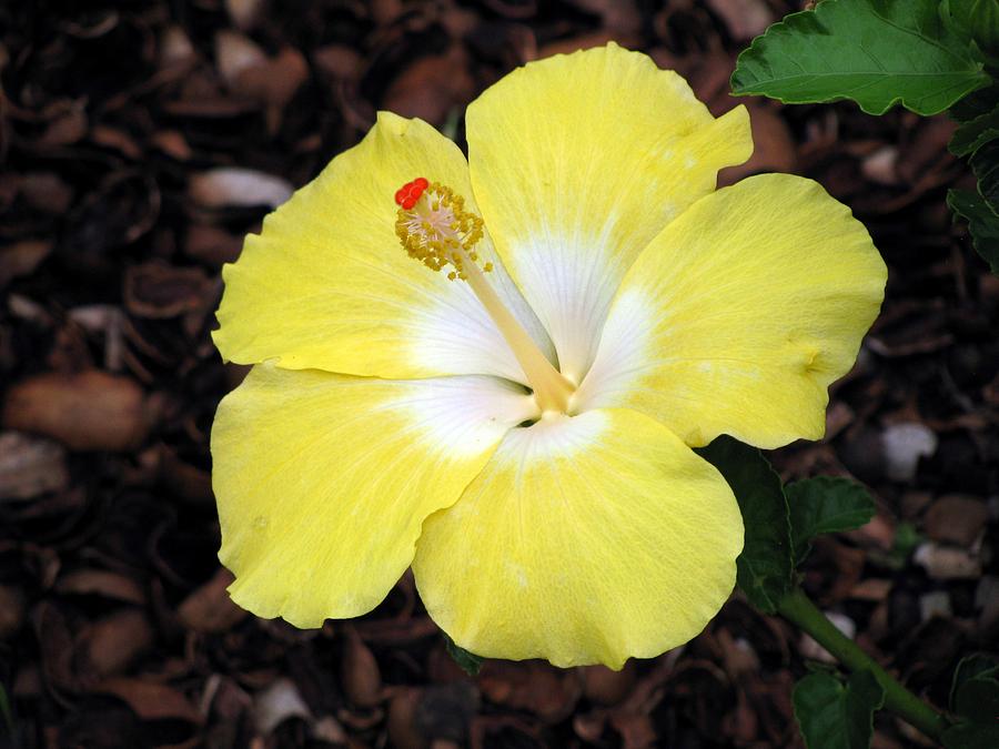 Tropical Hibiscus - Bonaire Wind 04 Photograph by Pamela Critchlow