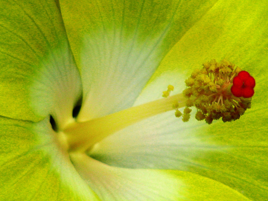 Flower Photograph - Tropical Hibiscus - Bonaire Wind 06A by Pamela Critchlow