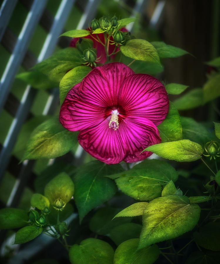 Tropical Hibiscus Photograph by Brenda Bryant