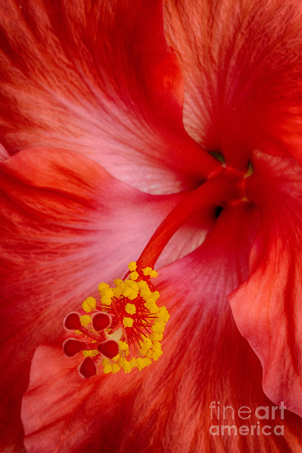 Tropical Hibiscus Photograph by Carrie Cranwill