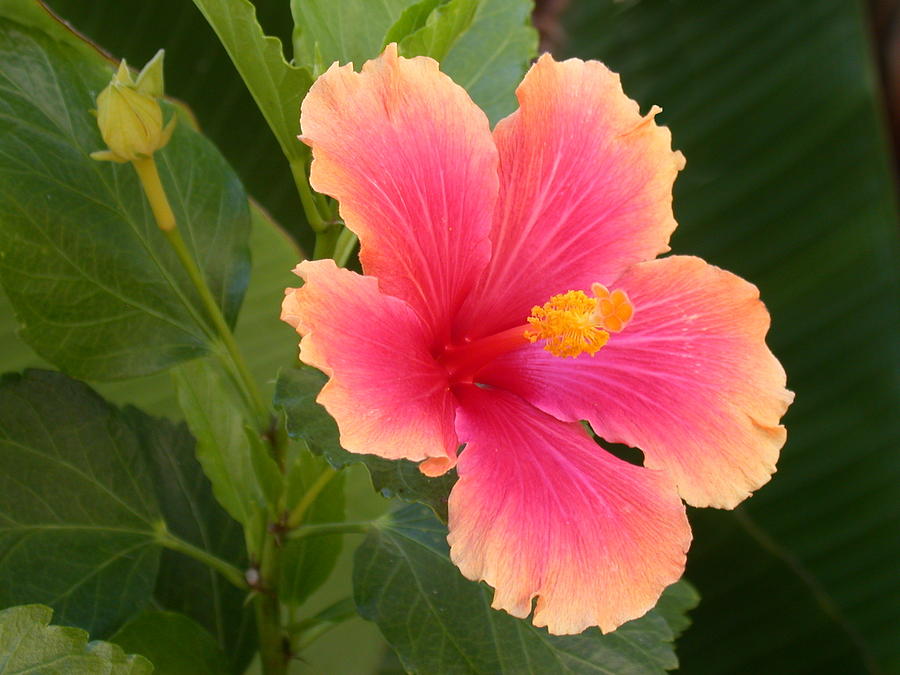 Tropical Hibiscus Photograph by Shane Bechler