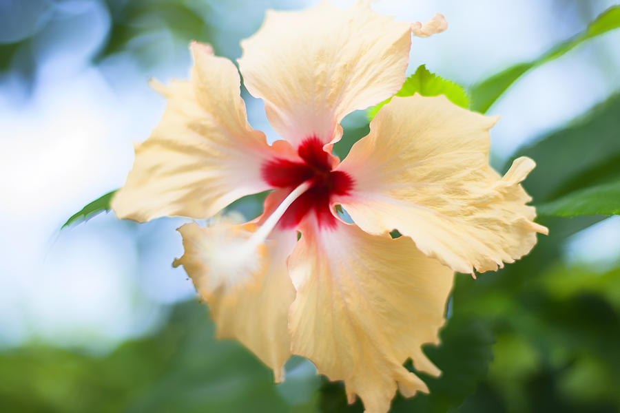 Nature Photograph - Tropical Hibiscus by Georgia Clare