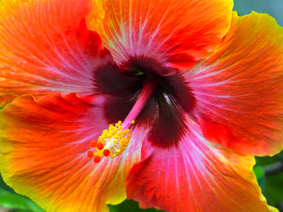 Tropical Hibiscus Photograph by Jean Wright