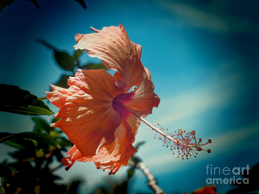 Tropical Hibiscus Photograph by Karen Lewis