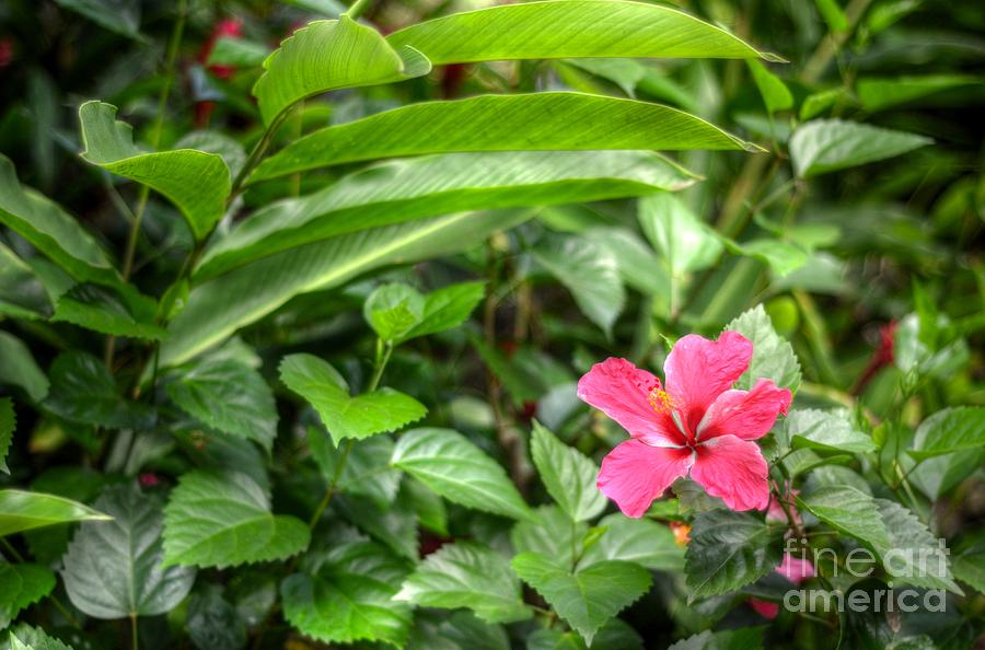 Tropical Hibiscus Photograph by Kelly Wade