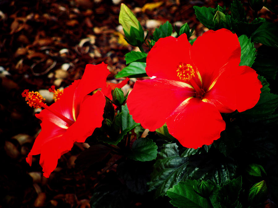 Tropical Hibiscus - Starry Wind 01A Photograph by Pamela Critchlow