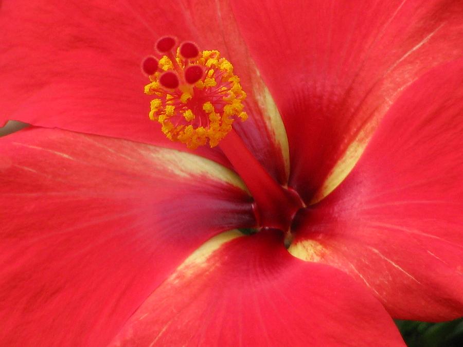 Tropical Hibiscus - Starry Wind 02 Photograph by Pamela Critchlow