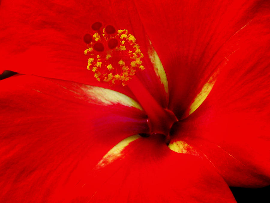 Tropical Hibiscus - Starry Wind 02A Photograph by Pamela Critchlow