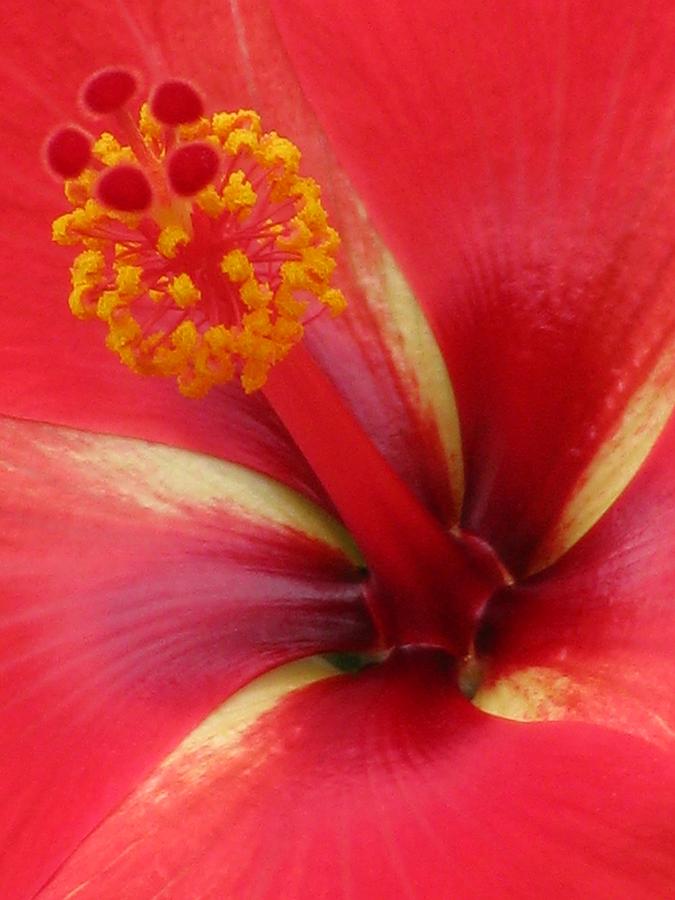 Tropical Hibiscus - Starry Wind 03 Photograph by Pamela Critchlow