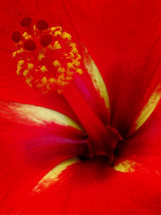 Tropical Hibiscus - Starry Wind 03A Photograph by Pamela Critchlow