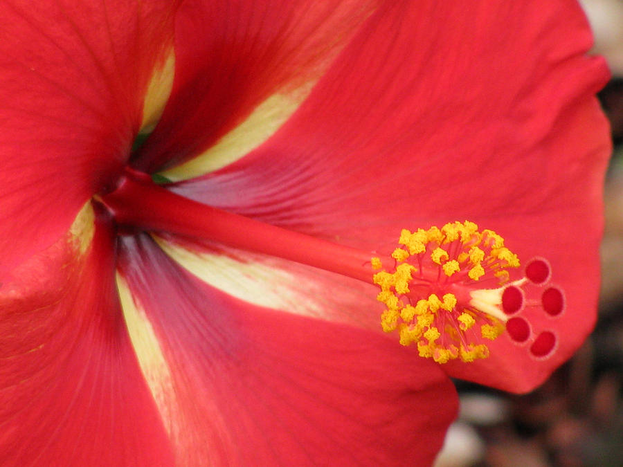Tropical Hibiscus - Starry Wind 04 Photograph by Pamela Critchlow