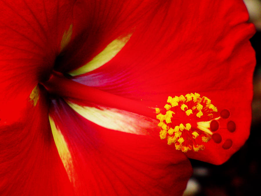 Tropical Hibiscus - Starry Wind 04A Photograph by Pamela Critchlow