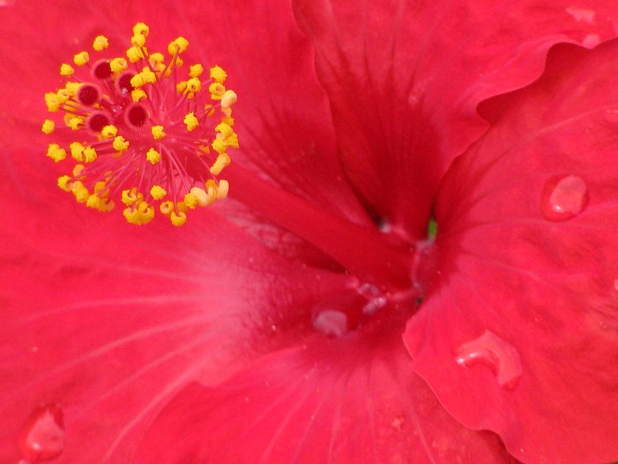 Tropical Hibiscus - Trinidad Wind 01 Photograph by Pamela Critchlow