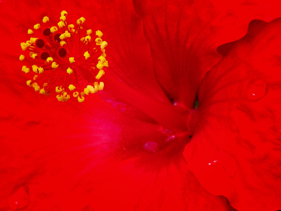Tropical Hibiscus - Trinidad Wind 01A Photograph by Pamela Critchlow