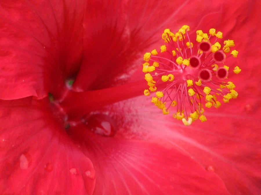 Tropical Hibiscus - Trinidad Wind 02 Photograph by Pamela Critchlow