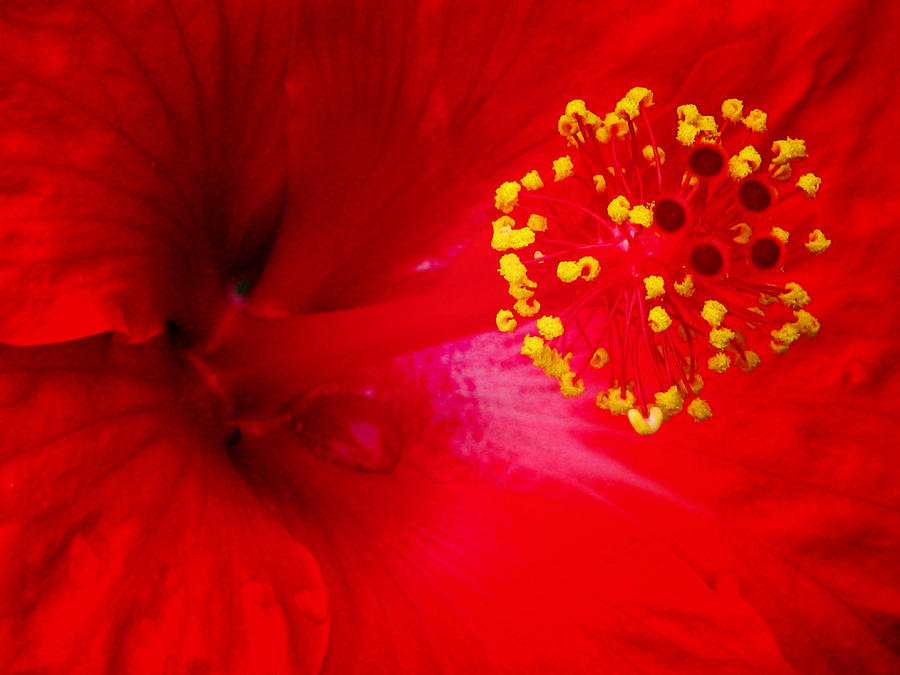 Tropical Hibiscus - Trinidad Wind 02A Photograph by Pamela Critchlow