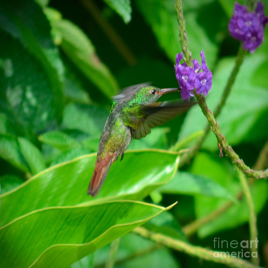 Tropical Hummingbird Photograph by Gary Keesler