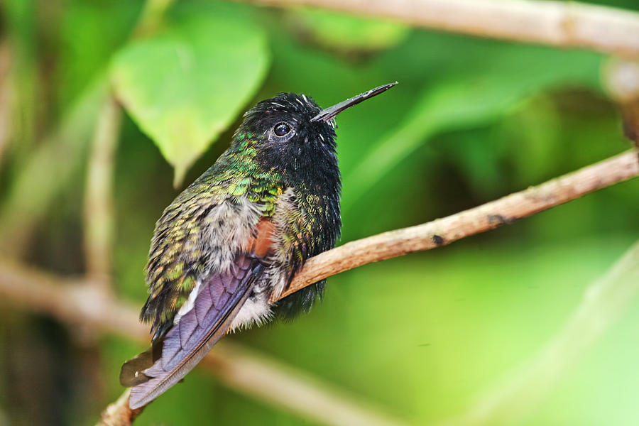 Hummingbird Photograph - Tropical Hummingbird by Peggy Collins