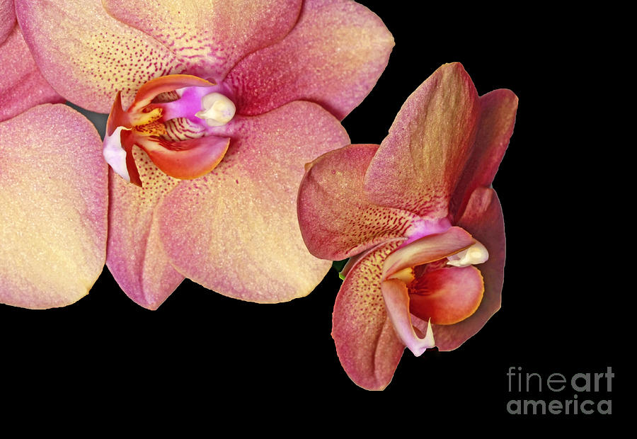 Orchid Photograph - Tropical Illumination by Inspired Nature Photography Fine Art Photography