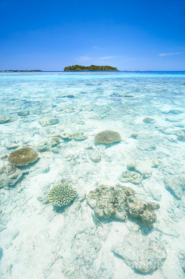 Tropical island and coral reef Photograph by Matteo Colombo