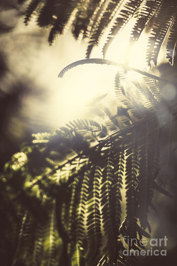 Tropical jungle sundown Photograph by Jorgo Photography