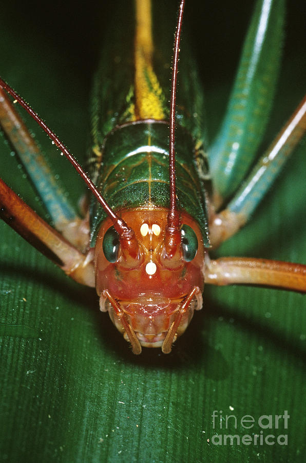 Animal Photograph - Tropical Katydid by Gregory G. Dimijian, M.D.